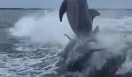 يبدو أن ذكاء الدلافين ورشاقتها وقدرتها الفائقة على التواصل صوتيّاً لم تجنبها وقوع هذا الاصطدام!

فيديو: OCEAN CONSERVATION