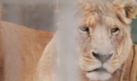 #شاهد | حديقة الحيوان.. أول حديقة للحيوانات في قطاع #غزة