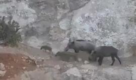 قطيع من الخنازير البرية أطلقه جيش الاحتلال في قرية دير غسانة شمال غرب رام الله