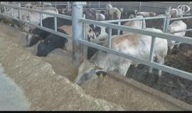 انخفاض اسعار الاضاحي في قطاع غزة هذا العام - رمزي أبو جزر