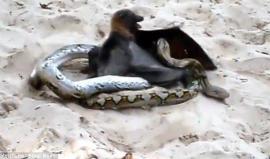 معركة شرسة بين خفاش وثعبان .. #شاهد لمن كانت الغلبة !