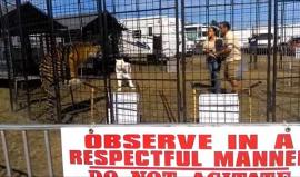 فيديو يظهر لحظة مهاجمة نمر مدربته داخل القفص أثناء الاستعداد لأحد العروض في مدينة بينساكولا بولاية فلوريدا