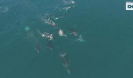 #شاهد طائرة بدون طيار تلتقط صورا لحيتان حدباء قرب شاطئ كليفتون في كيب تاون جنوب أفريقيا