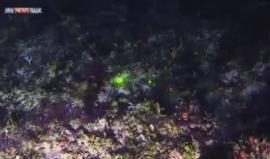 شريط فيديو يُظهر للمرة الأولى الشعاب المرجانية في نهر الأمازون

نشر بواسطة: منظمة السلام الأخضر العالمية