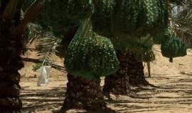 #شاهد زراعة البلح البرحي في قطاع غزة 

تقرير:  نفين ابو هربيد