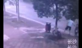 يقطع شجرة ليسرق دراجة !