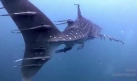 مشهد رائع يجمع "القرش الحوت" مع أسماك ريمورا التي تشتهر بتطفلها على الكائنات البحرية الأكبر حجماً والارتباط بها بحثاً عن الأمان والغذاء

فيديو: Lara Dakers - underwatervideography