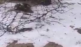 فيديو للبرد الذي تساقط بشكل كثيف في بيت لاهيا شمال قطاع غزة أمس 

تصوير: فرج الغول