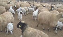 لحظات رائعة للقاء الحملان بالنعاج في إحدى مراعي ولاية تونجلي وسط هضبة الأناضول التركية وتتكرر هذه اللحظات مرتين في اليوم من أجل إرضاع عشرات النعاج للحملان