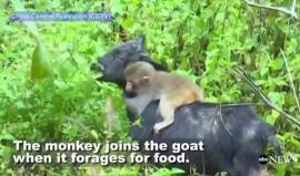 #شاهد قرد وماعز أصدقاء لا ينفصلان !