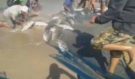 صيد وفير على شاطئ بحر غزة .. #شاهد فرحة الصيادين