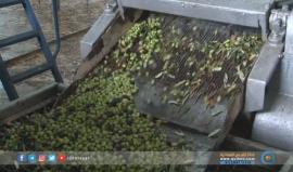 زيت الزيتون يشغل عشرات الأيدي العاملة في غزة تقرير: خالد أبو الروس