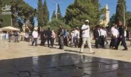 #شاهد مستوطنون يقتحمون باحات المسجد الأقصى بحماية أمنية