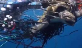 إنقاذ حياة سلحفاة من فصيلة نادرة في سواحل "كوستاريكا" كانت تصارع الموت بين بقايا نفايات متنوعة 

المصدر: J.A.Y. Depth Photography