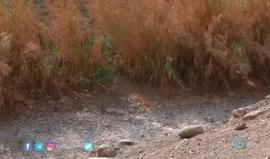 #شاهد 
8 آبار إرتوازية إسرائيلية سرقت مياه "عين العوجا" أكبر عيون الماء في فلسطين.

تقرير محمد علوان