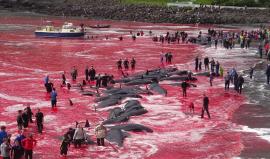 #شاهد| مذبحة حيتان تصبغ مياه المحيط الأطلسي بالأحمر

عشرات القرويين في قرية نائية شمال المحيط الأطلسي يذبحون عشرات الحيتان بعد صيدها ...