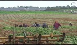 تأخر موسم الامطار يهدد موسم الزراعة الشتوية في قطاع #غزة