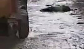 "تسوماني مُصغّر بغزة".. مياه البحر وصلت الى منازل المواطنين في شاطئ المنطقة الوسطى خلال المنخفض الأخير، ومواطنون يناشدون البلديات بالتدخل