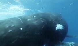 تصوير بطيء لحوت أحدب قرب جزر #تونغا جنوب المحيط الهادئ، يعد من بين أكبر حيتان فصيلة "روركوال"، يتراوح طوله عند البلوغ من 12 إلى 16 متراً ويصل وزنه إلى 30 طناً

الفيديو: maestro320