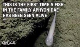 #شاهد "السمكة الشبح" في أعمق المحيطات على الأرض!

المصدر: CNN