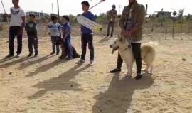 #مباشر .. نشاطات وفعاليات بمخيم العودة شرق #غزة