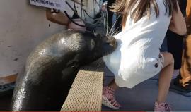 #شاهد ماذا فعل أسد البحر في هذه الطفلة