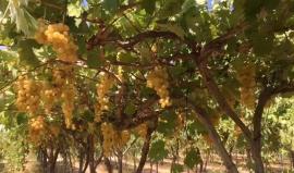 #شاهد جولة في كروم العنب في غزة

تصوير: عطية درويش