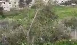 #شاهد تجدد الاشتباكات العنيفة في حي الطيري في مخيم عين الحلوة بلبنان صباح اليوم