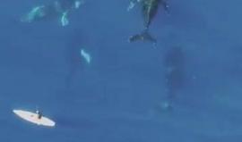 مشهد مذهل: لحظة مرور حوت يزن 30 طنًا أسفل قارب