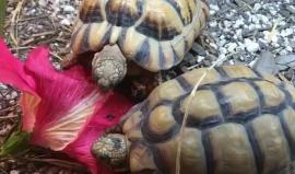 "السلحفاة المصرية" أصغر سلحفاة برية في نصف الكرة الأرضية الشمالي، تعتبر من بين السلاحف البرية المهددة بخطر الانقراض نتيجة تدمير بيئتها الطبيعية، تتغذى على الأعشاب وأوراق النباتات والزهور 

الفيديو: garden_state_tortoise