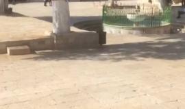 #مباشر جولة في المسجد الأقصى المبارك حيث يتعرض لاقتحام من قبل المستوطنين