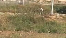 #مباشر استمرار اعتداء قوات الاحتلال على المشاركين في #جمعة_الكوشوك قرب السياج الفاصل شرق مدينة غزة . 
#مسيرة_العودة_الكبرى