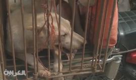 مهرجان أكل لحم الكلاب في الصين يسبب غضباً عالمياً +18