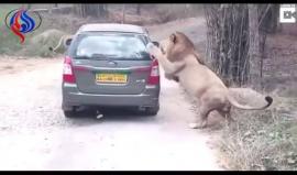 شاهد - أسد يُهاجم سيارة في حديقة هندية ظنًا منه أنها فريسة