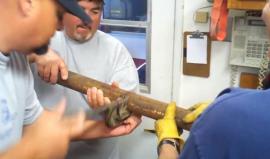 فيديو - انقاذ قطة عالقة داخل انبوب ضيق !

#ترفيه