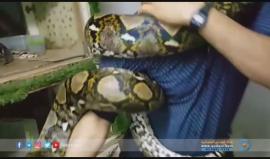 #شاهد | جمال العمواسي .. من الهواية الخطيرة إلى المهنة الأخطر ورحلة صيد الحيونات وتربية الأفاعي.