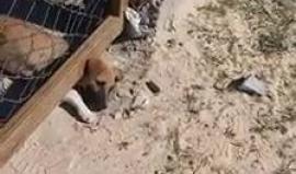 الشرطة تنقد كلب عالق أسفل باب من الحديد في محيط معبر بيت حانون شمال قطاع غزة