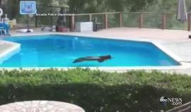 مع ارتفاع درجات الحرارة .. 

#شاهد  في كاليفورنيا .. أسرة أمريكية تلتقط فيديو لدب يسبح في بركة مياه داخل فناء المنزل