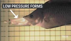 نوع من أنواع سمك اللبروس يمتلك فك مذهل #شاهد طريقة تناول طعامه !

المصدر: techinsider