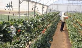 مشروع للتوت المعلق في غزة