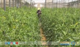 #شاهد | تشكيل محاكم مختصة في #غزة لملاحقة الجرائم الاقتصادية
تقرير: هنادي نصر الله