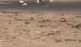 فيديو متداول لإنقلاب سيارة جيب أثناء التفحيط  بـ عُمان !