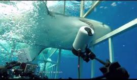 #شاهد قرش كـاد أن يدخل القفص خلال أعمال تصوير في خليج المكسيك !