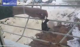 #شاهد شخص ينقذ عصافير علقت أرجلها بشباك المنزل بسبب البرد القارس والثلوج !