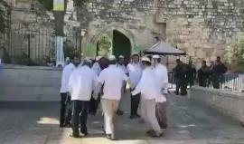 #فيديو مستوطنون يؤدون رقصات وصلوات تلمودية أمام باب الأسباط أحد أبواب المسجد الاقصى