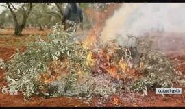 الأهالي في إدلب يحرقون شجر الزيتون من أجل التدفئة