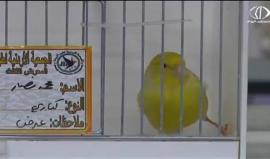 ‫محبو الطيور يقبلون على زيارة معرض لطيور الزينة - فاطمة إبراهيم