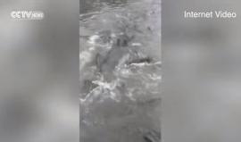 #شاهد أسماك تسبح فى شوارع الصين!

يشار الى أن مدينة "ووهان" عاصمة مقاطعة "هوبى" بوسط الصين، شهدت أمطار غزيرة ومتواصلة لمدة يوم، وهو ما تسبب في غمر الشوارع بالماء