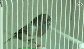 الجمعية الفلسطينية تنظم معرضا للطيور في جامعة الإستقلال بمدينة أريحا