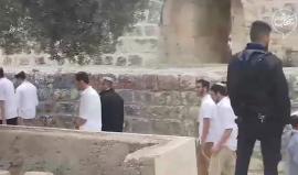 #شاهد قطعان المستوطنين يقتحمون الأقصى المبارك